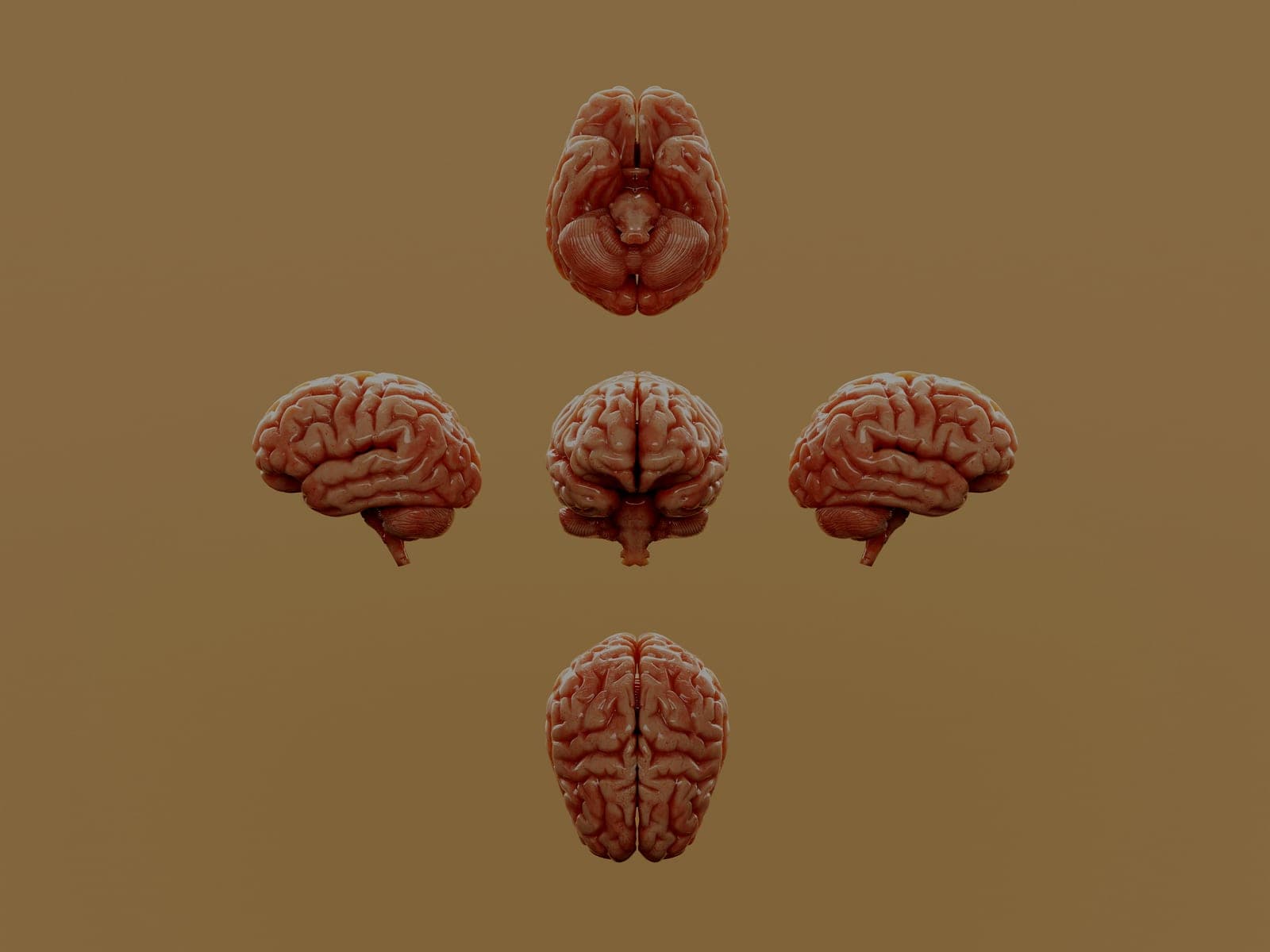 Five anatomical renders of a human brain arranged in a cross on a tan background