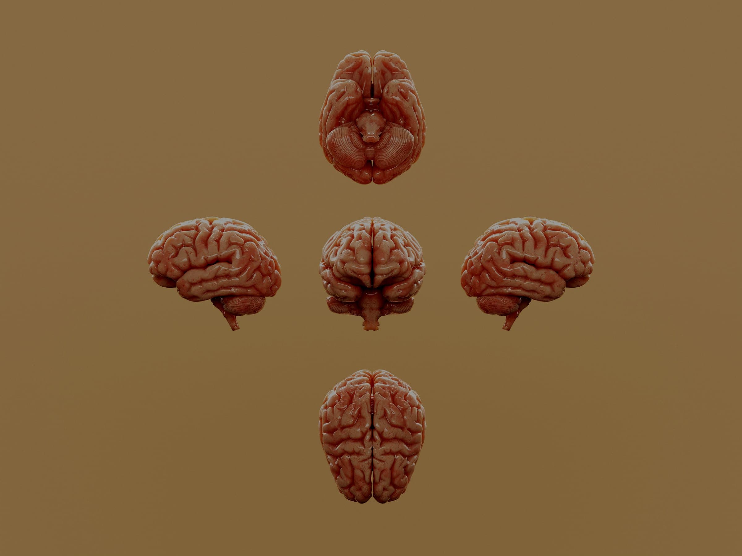 Five anatomical renders of a human brain arranged in a cross on a tan background